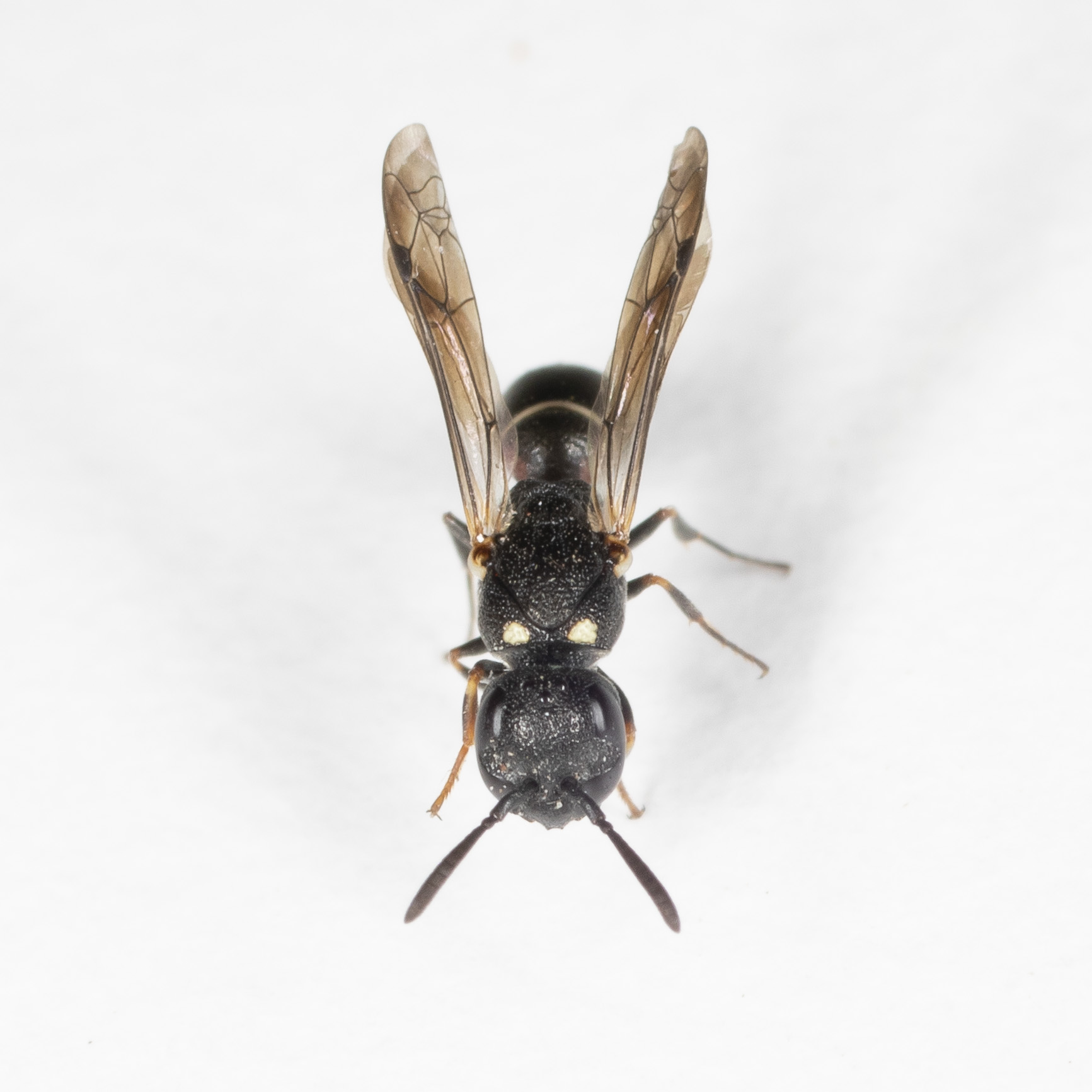 Vespidae Eumeninae: Microdynerus timidus